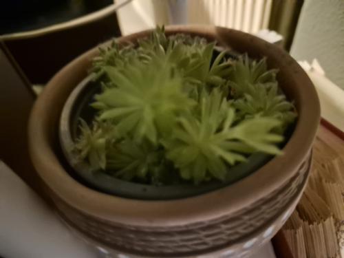 Plantjes