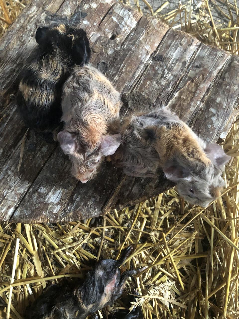 Baby cavia’s!!
