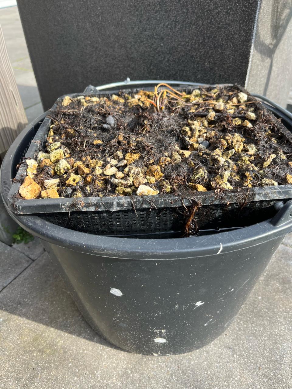 Kleine waterlelie (Nymphaea pygmaea) wit in lelie-aarde