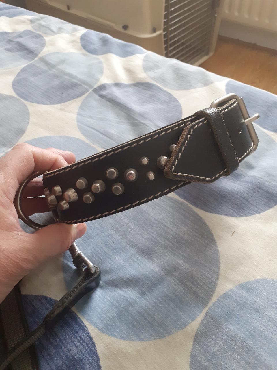 Halsband plus flexilijn  voor bully ,  stafford of andere stevige hond.