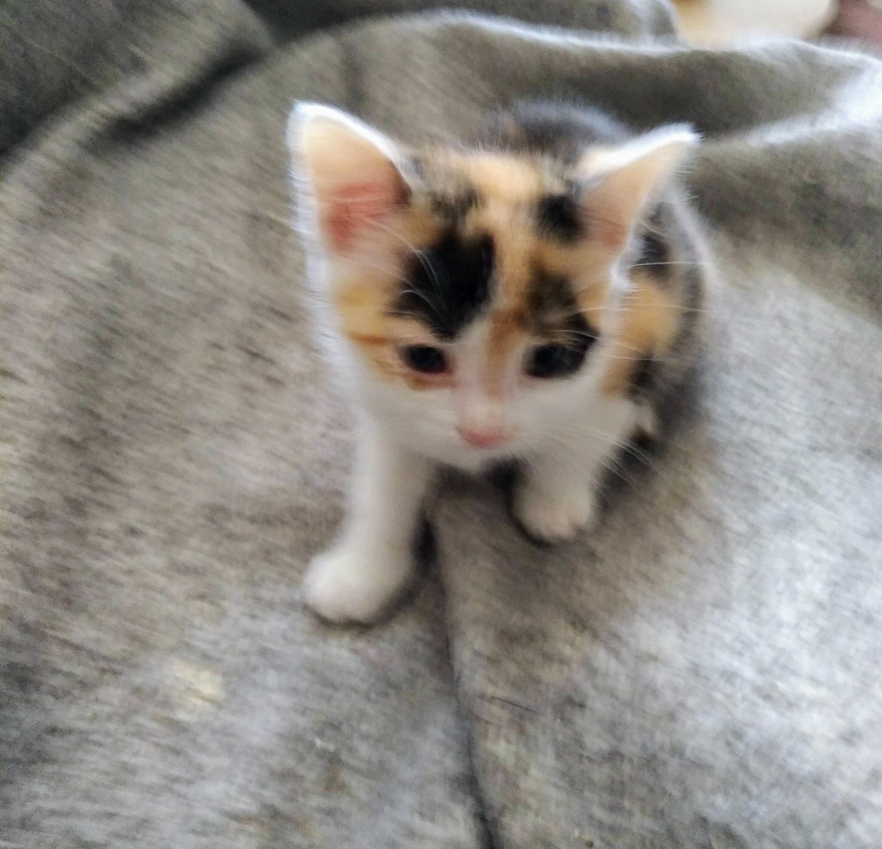 Kitten