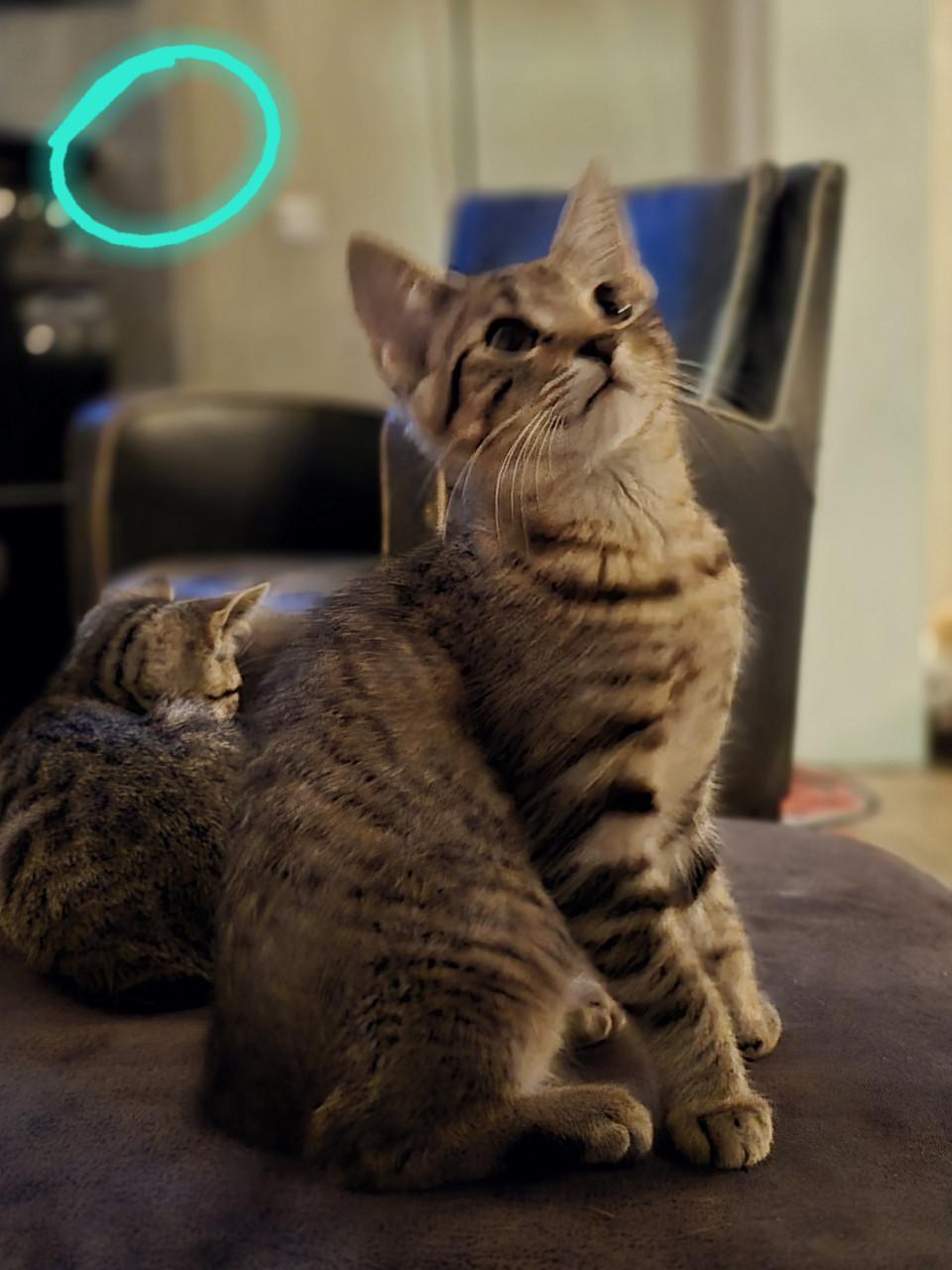 Gebroeders Knuffel en Truffel op zoek naar een nieuwe hoekbank