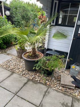 Mooie palm in pot, 150 cm