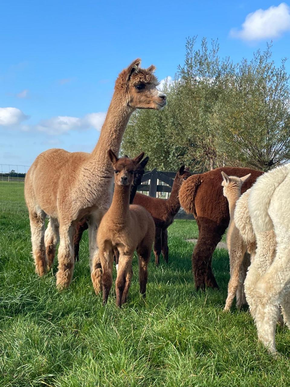 Alpaca merrie met dochter