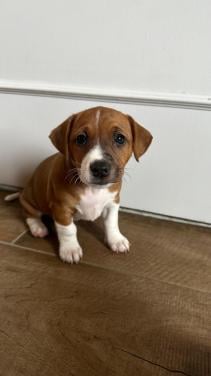 Lieve jackrussel pup