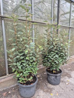 Forse olijfwilg compacta haagplanten 100-120 cm
