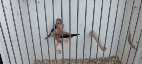 Zilverbekjes (wildkleur)