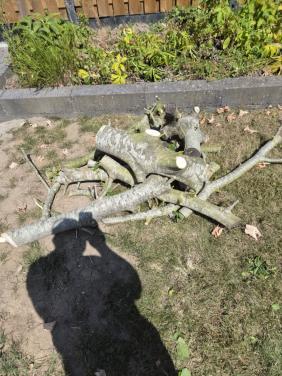 Gratis op te halen stukjes boomstammen van walnootboom
