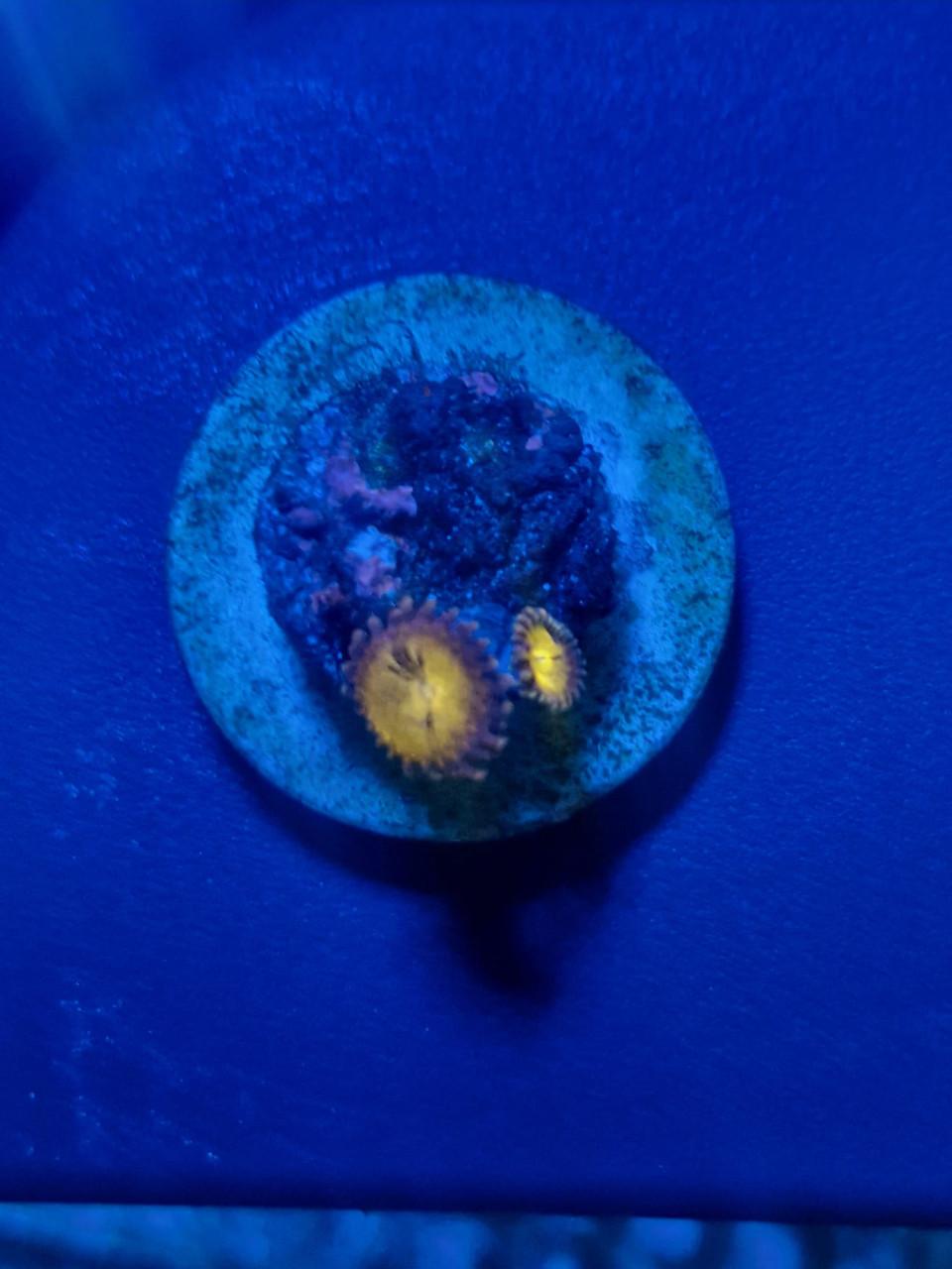 Zoanthus Pink & Gold