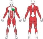 Focus Fitness roeitrainer