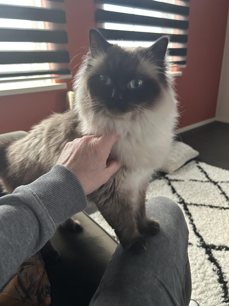 Ragdoll poes heldere blauwe ogen seal point 1,5 jr