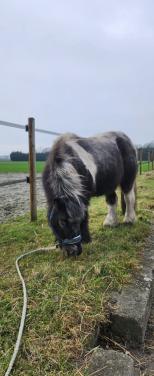 Shetlandpony