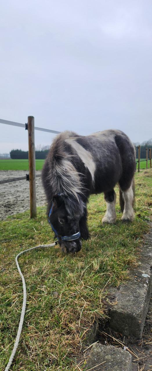 Shetlandpony