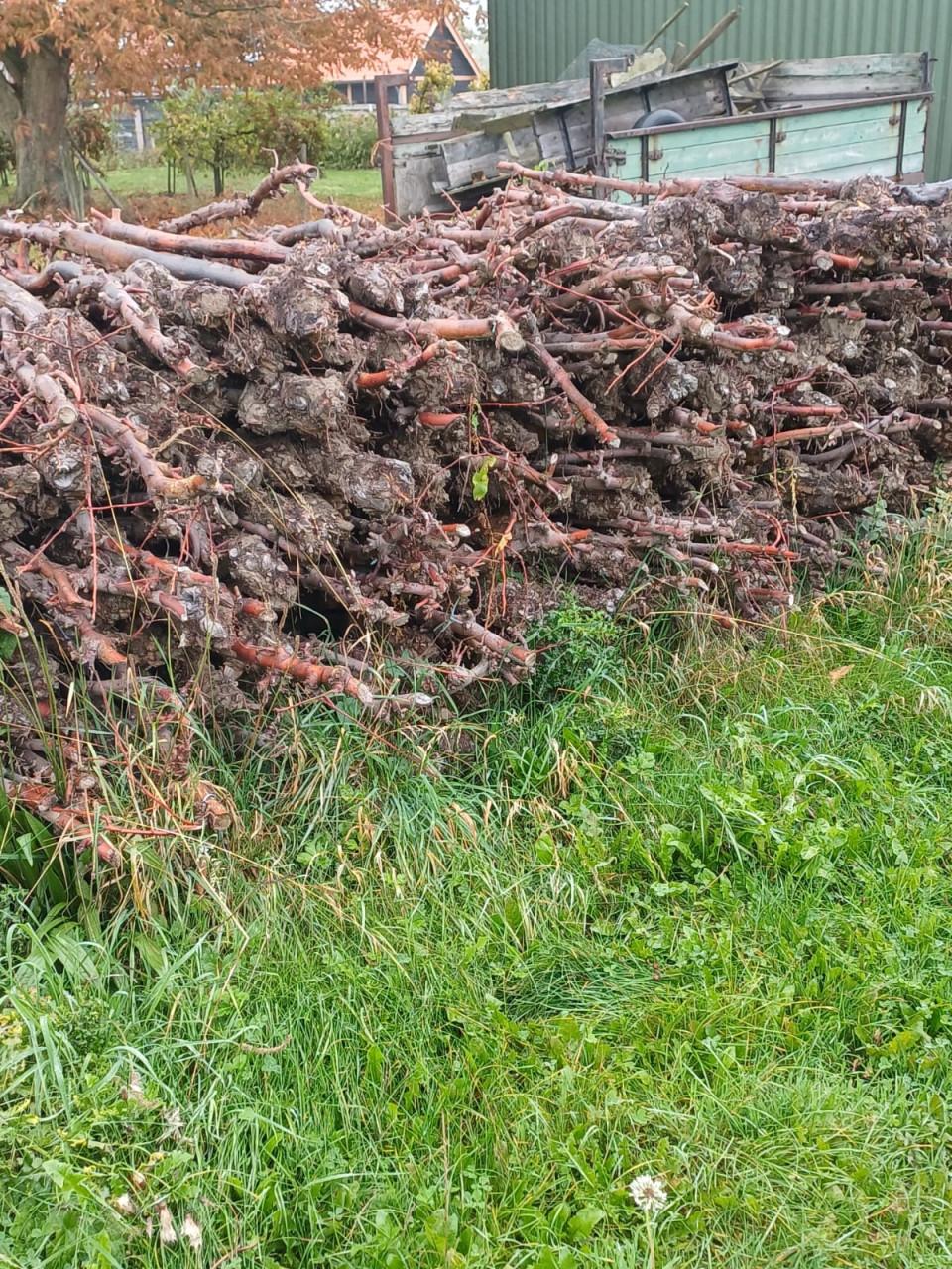 Appelhout stammen (circa 2M)