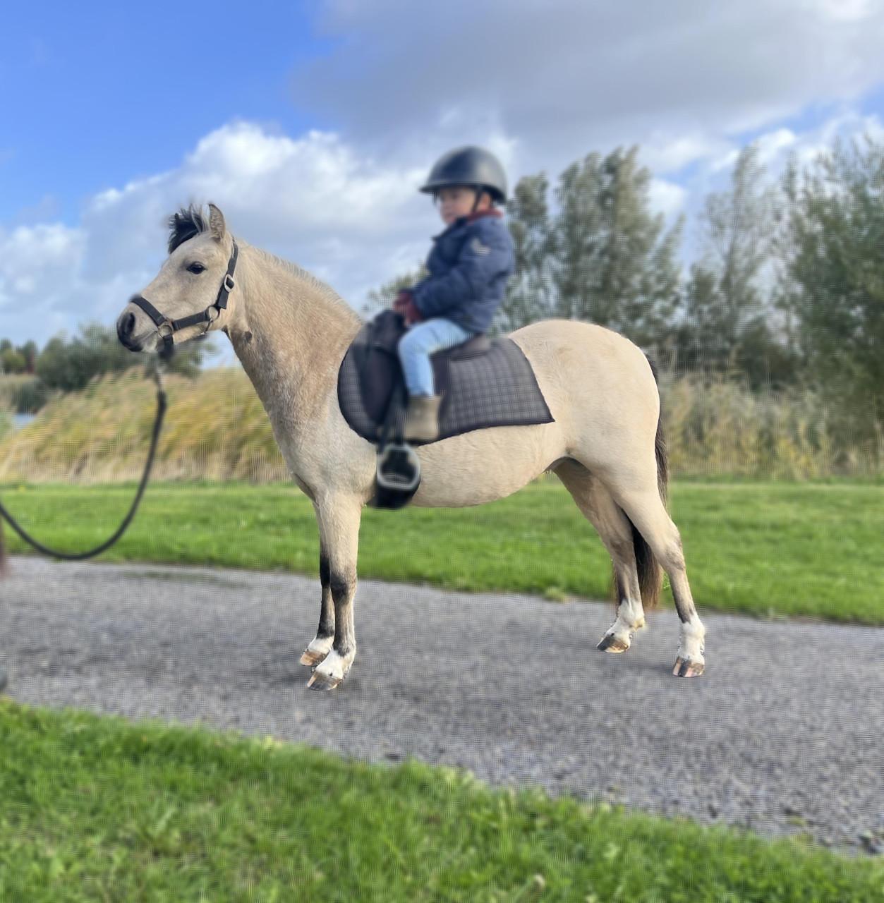 Geweldig leuke valk miniatuurpaard 2,5 jarige merrie +-105 cm