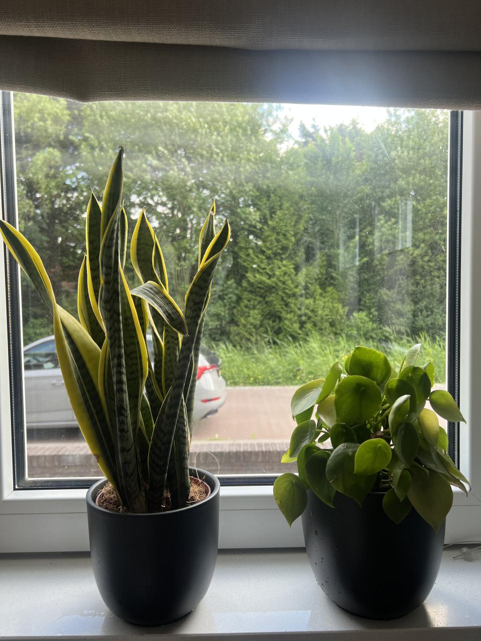 Prachtige kamer planten