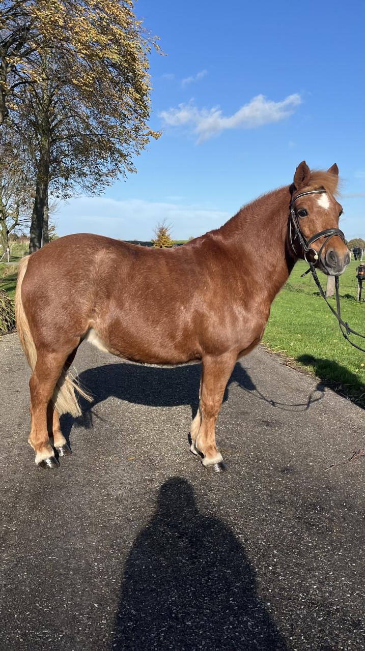 Waanzinnig brave kinderpony