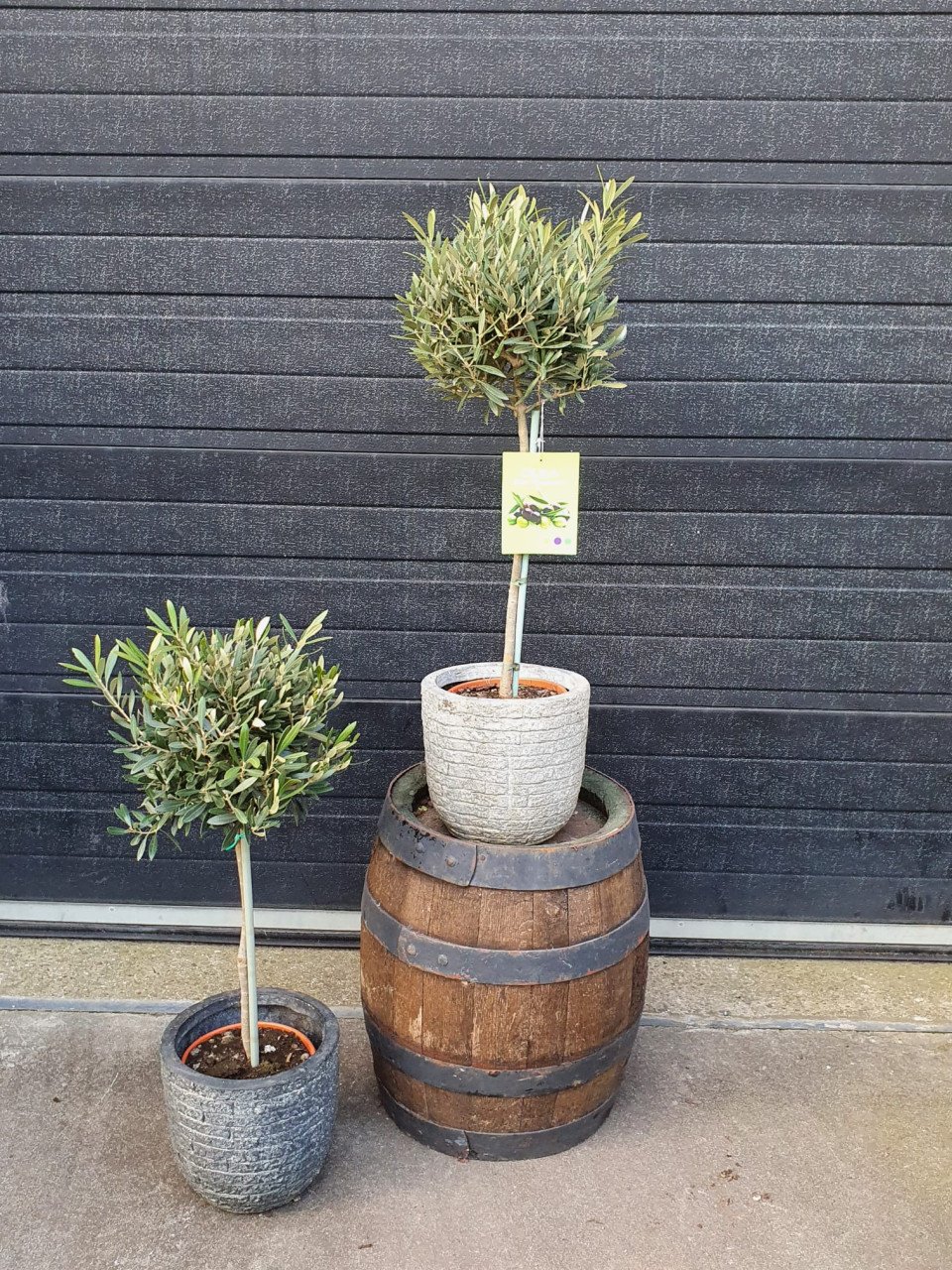 Planten