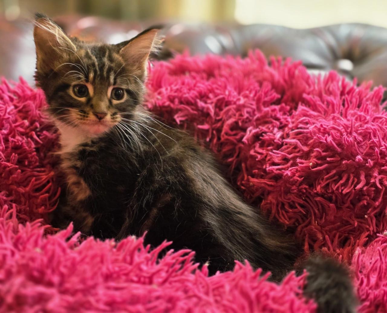 Prachtige Maine Coon kittens!