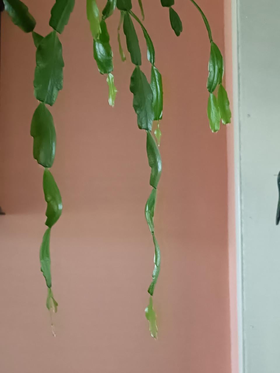 Grote lidcactus rose bloei dec toten met febr