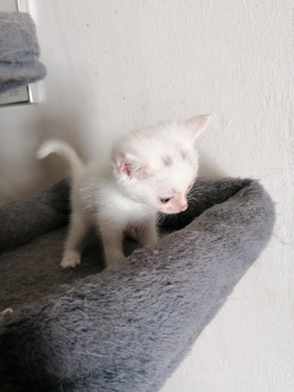 5 kittens
