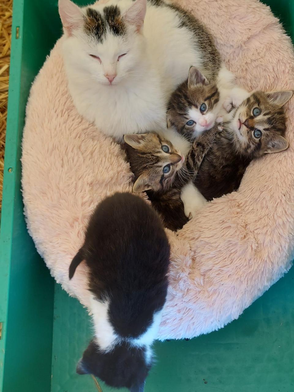 Prachtige jonge poesjes te koop