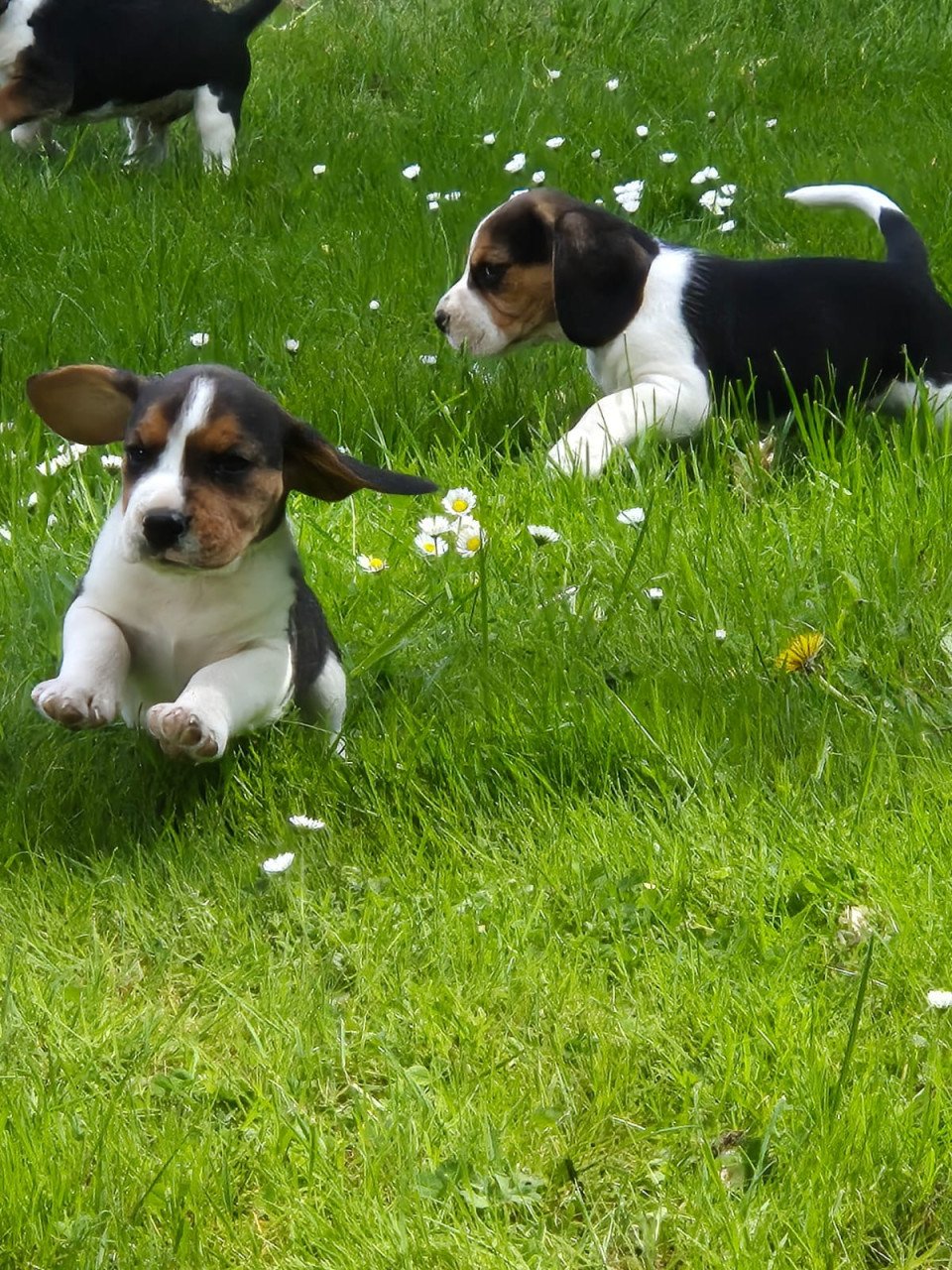Beagle puppy’s