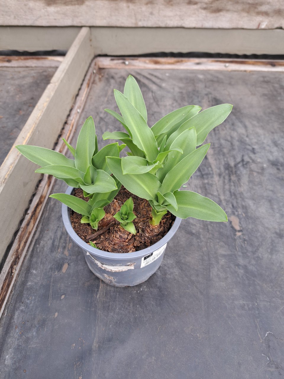 Eucomus Ananasplant