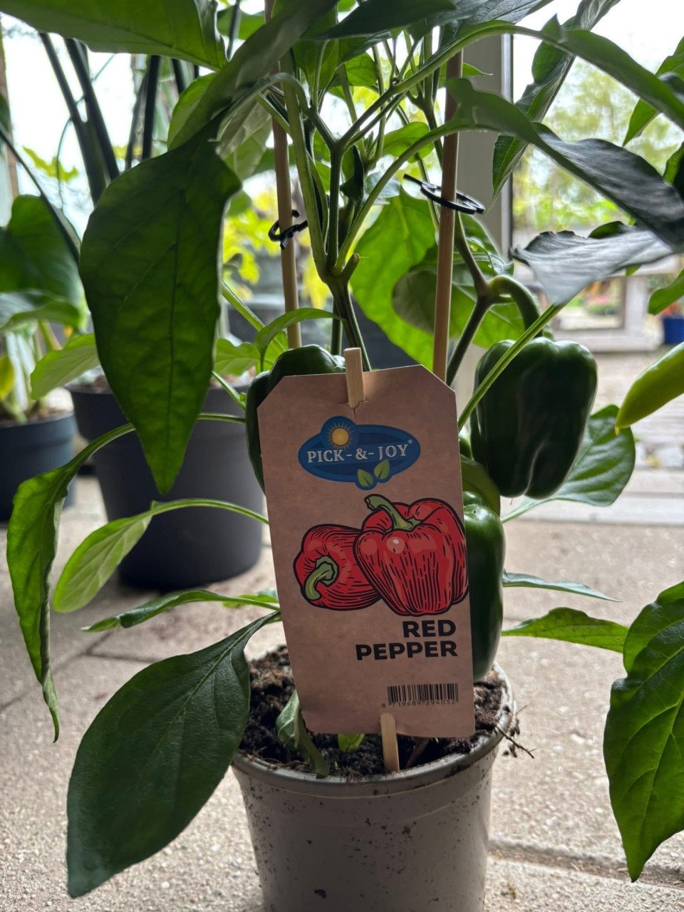 Snoepgroenten+pepers div soorten €12,50