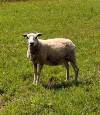 Fokschapen ram ooi schaap schapen texelaar swifter boere paard pony