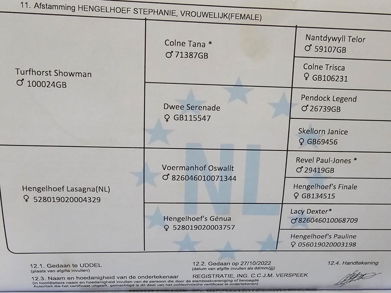 Knappe welsh pony merrie