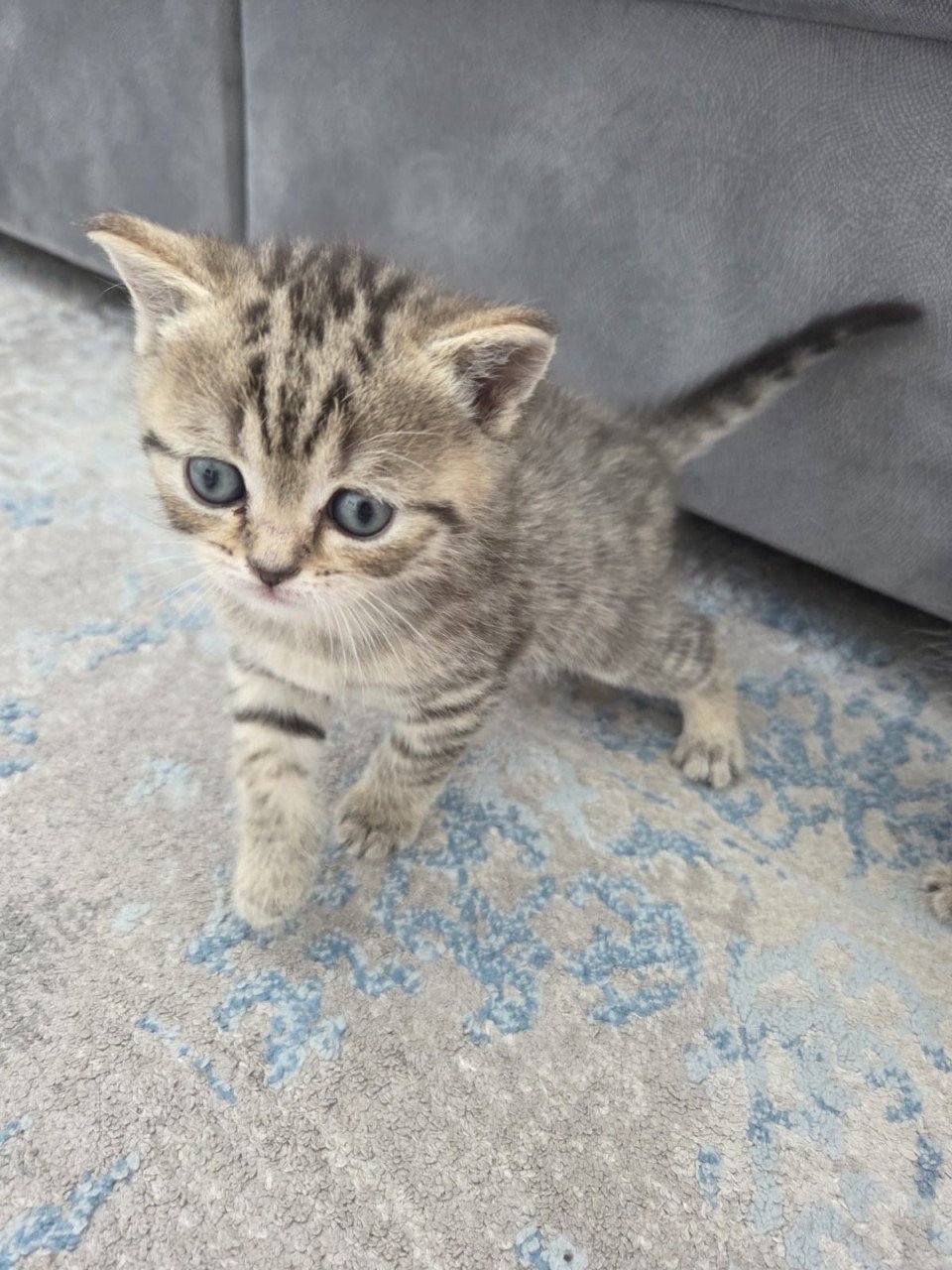 Kittens Britse Korthaar