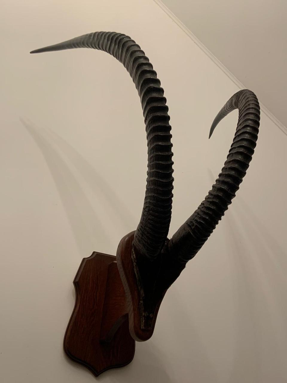 Te koop; hoorns schedel opgezette zwartepaard antilope mancave