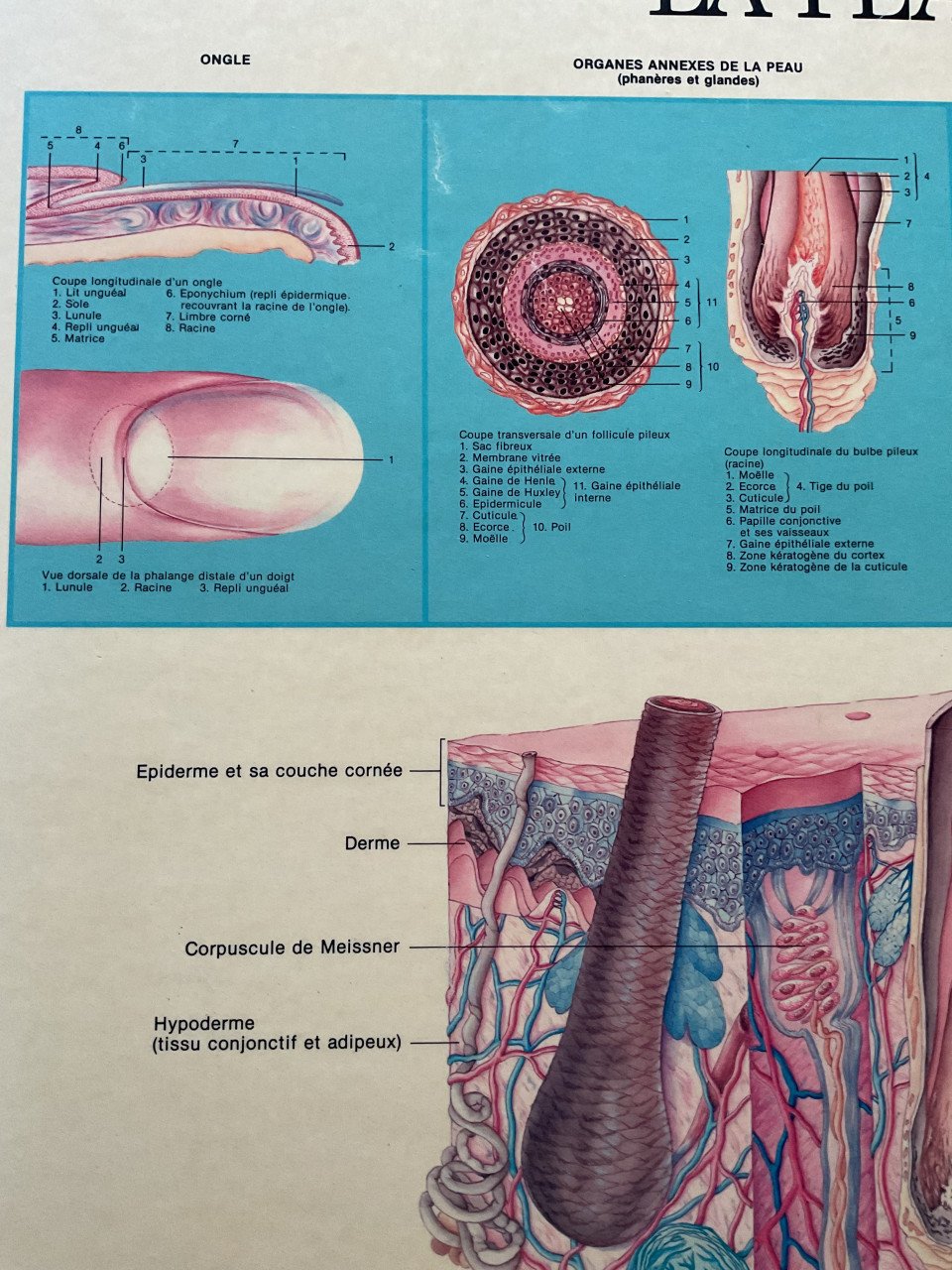 Anatomie kaart ( De huid )