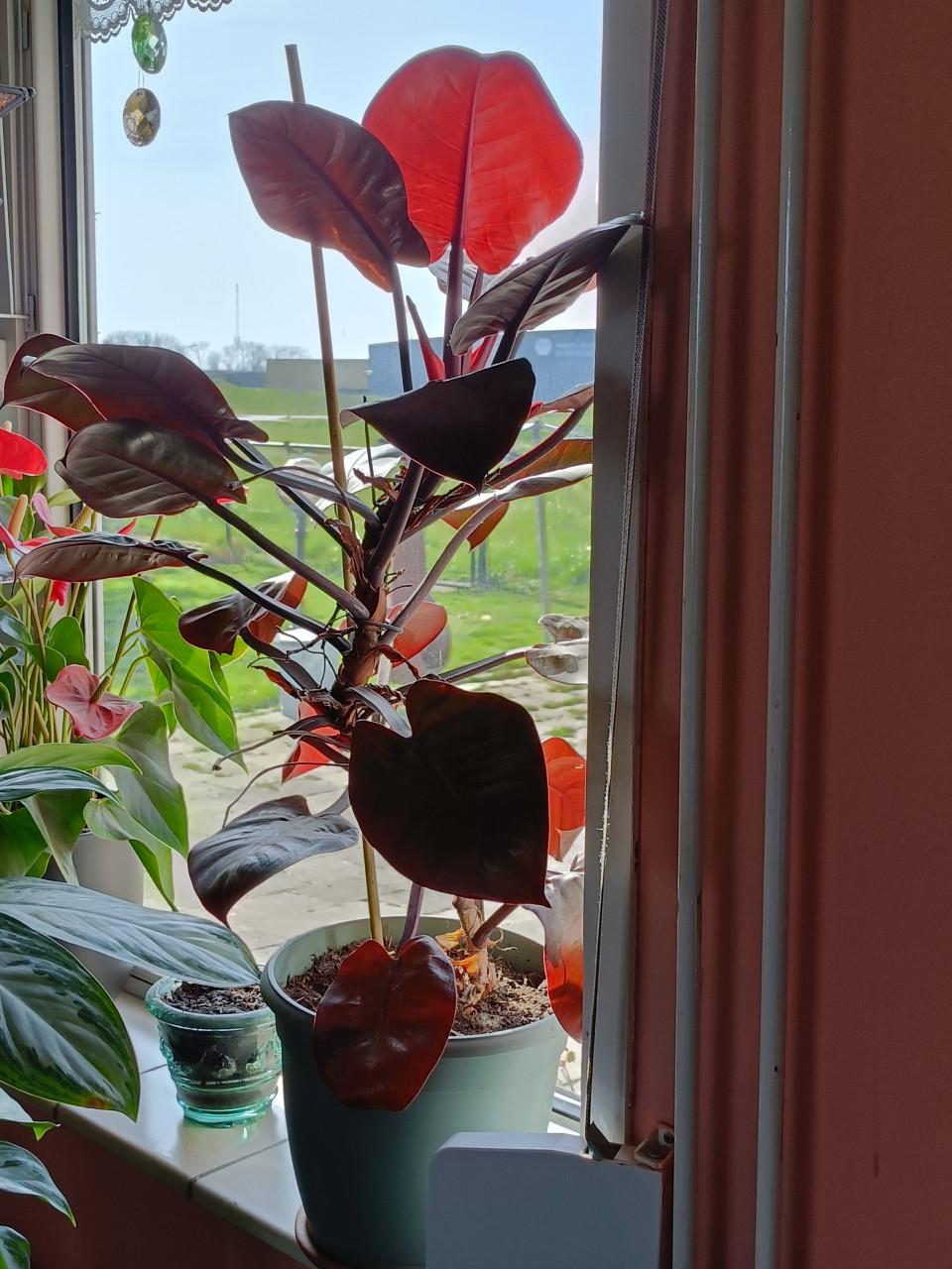 Kamerplant Philodendron Pink