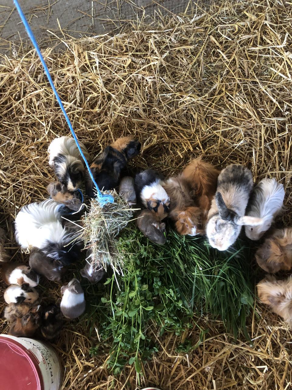 Baby cavia’s!!! Speciale kleurtjes!