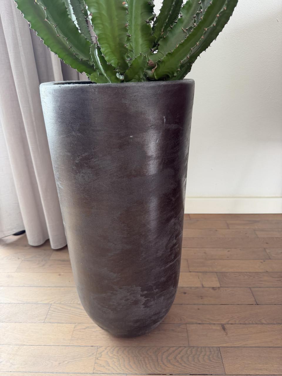 Grote euphorbia cactus in pot
