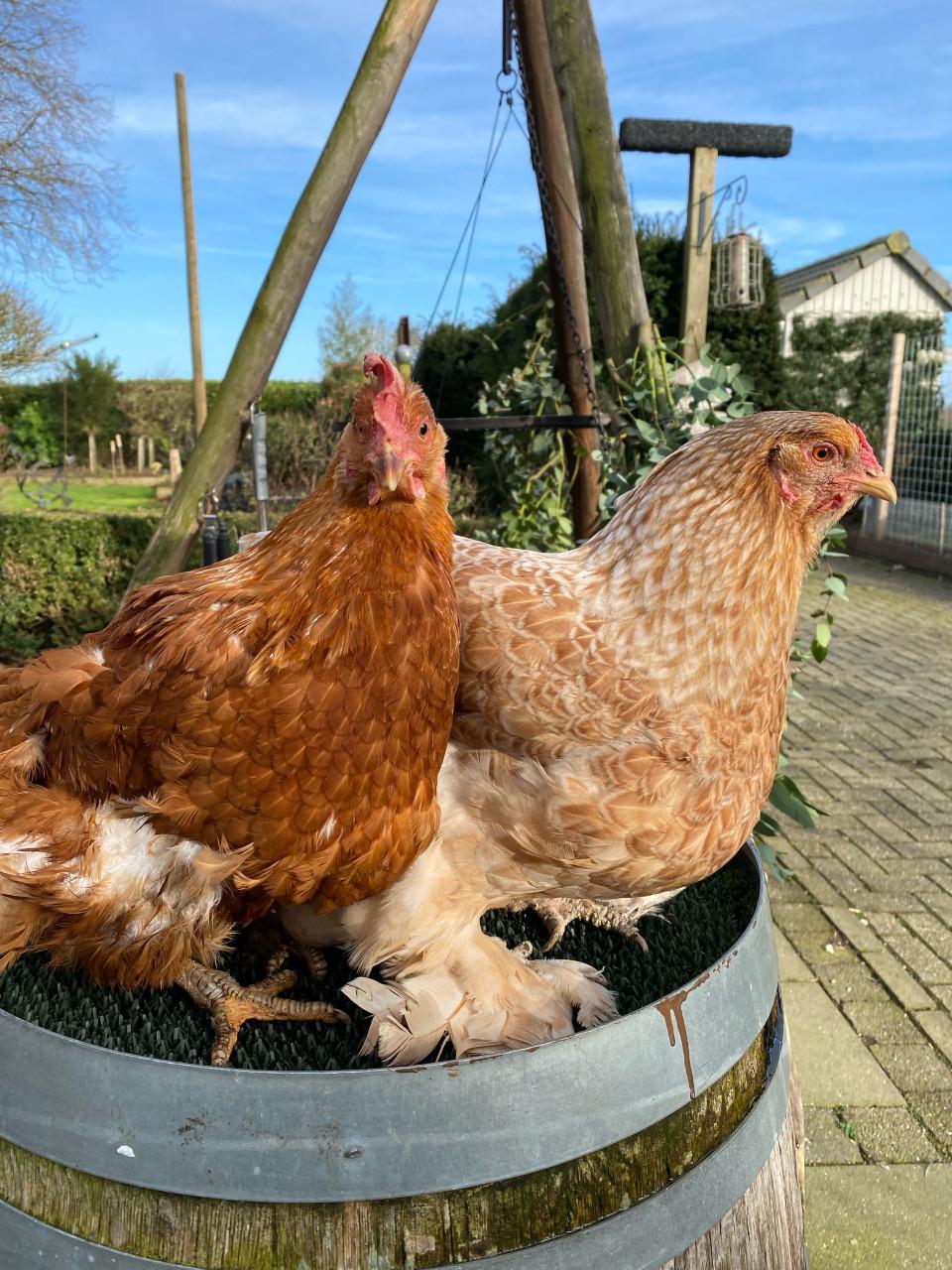 Tamme kippen Maja en May zoeken een nieuw thuis!