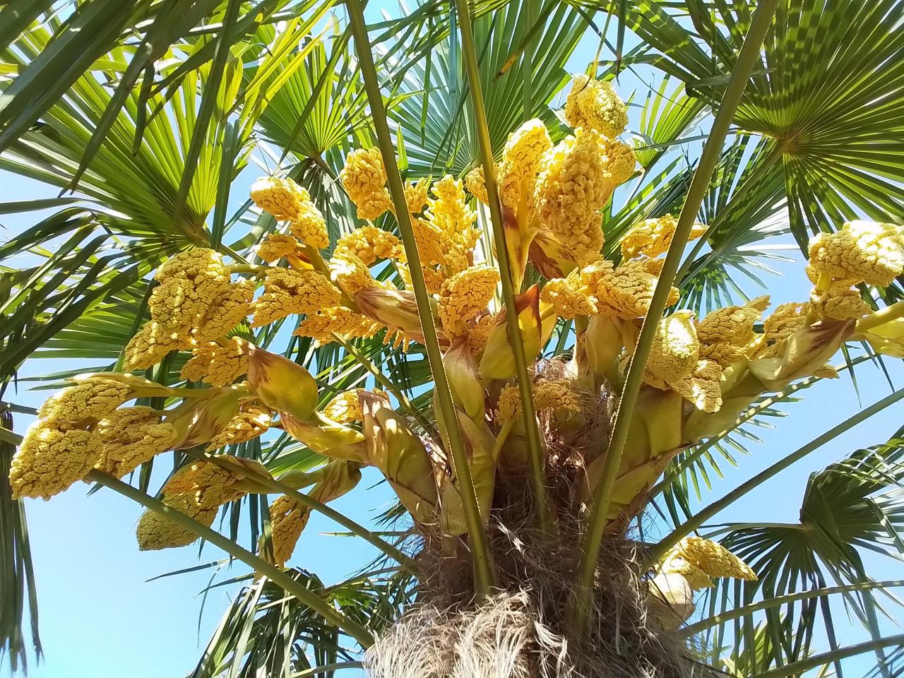 Jonge stevige Trachycarpus Fortunei.