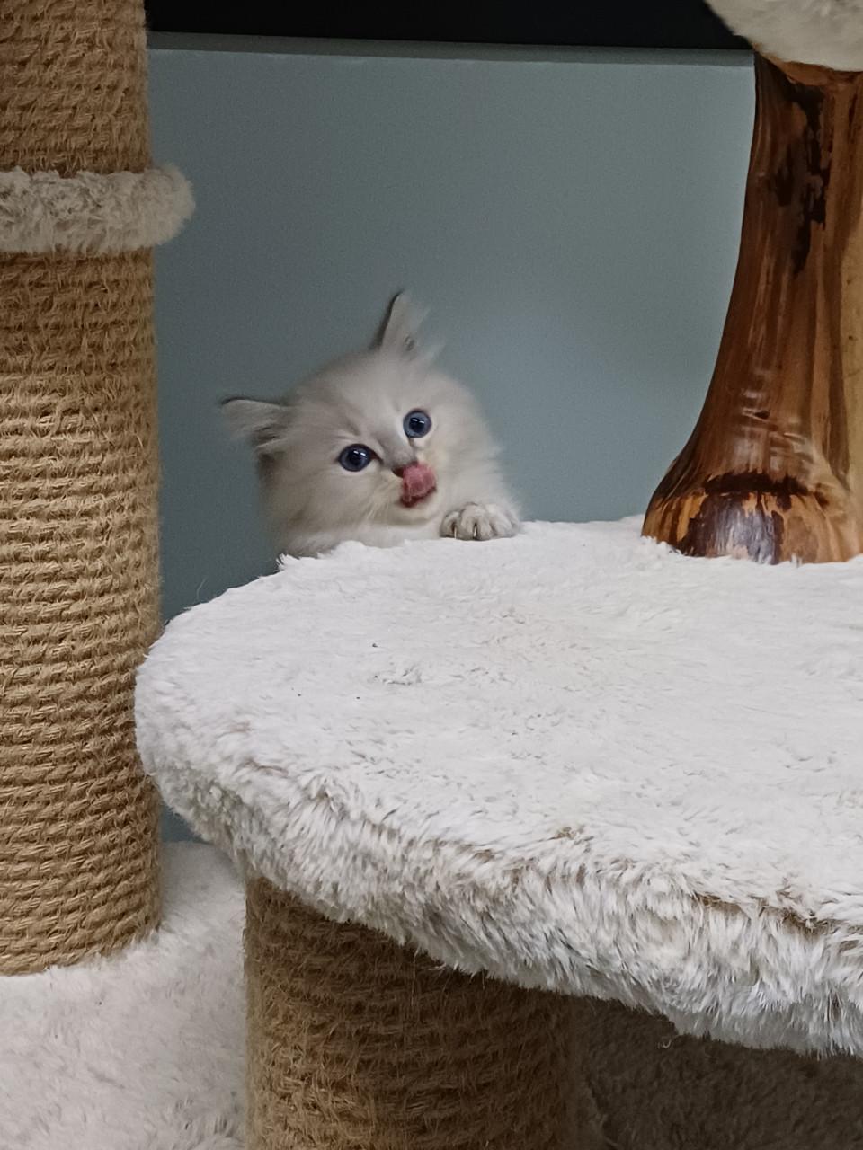 2 prachtige Ragdoll kittens beschikbaar (2 poesjes)