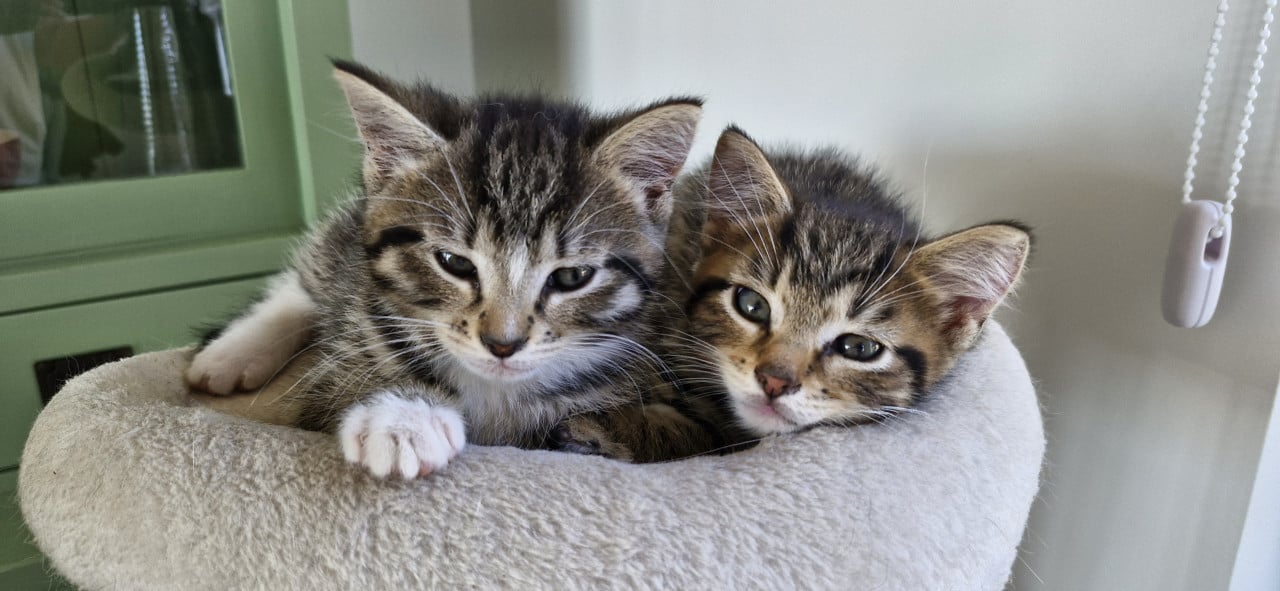 4 Kittens te koop.