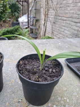 Trachycarpus Takaggi