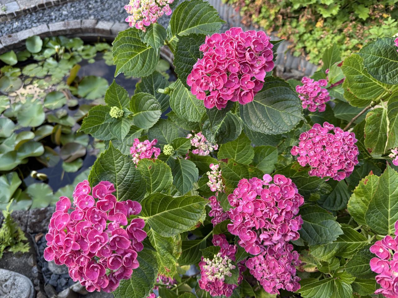 Grote tuin hortensia’s