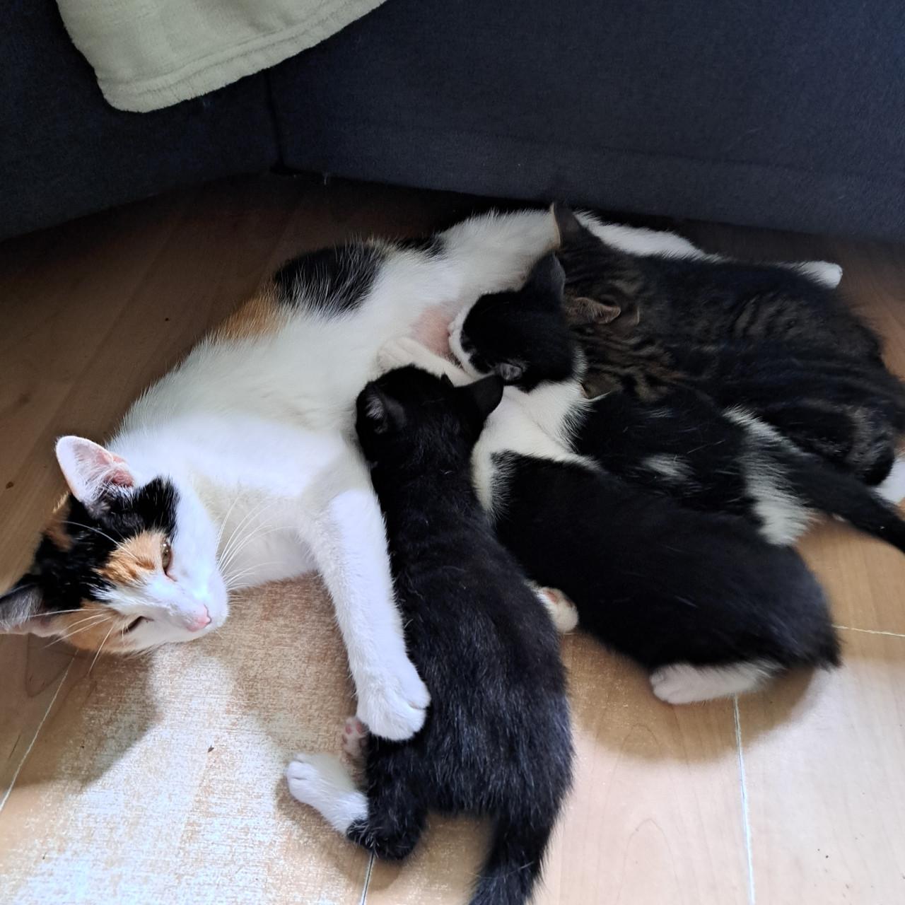 Kittens