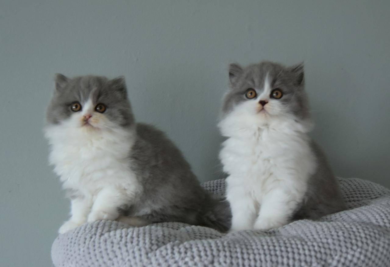 Lief & Ondeugend Brits Langhaartje Chance zoekt personeel!