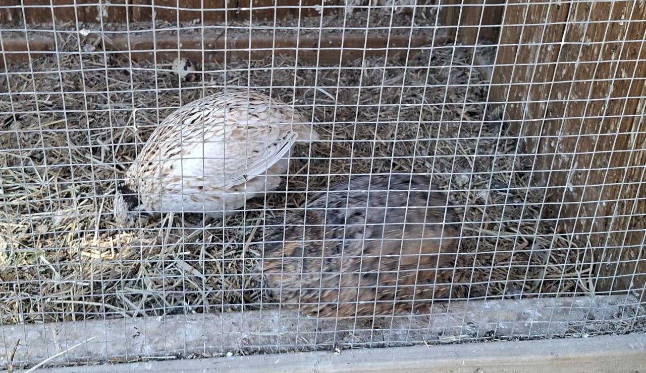 3 Japanse kwartels hennen zie omschrijving in afbeelding