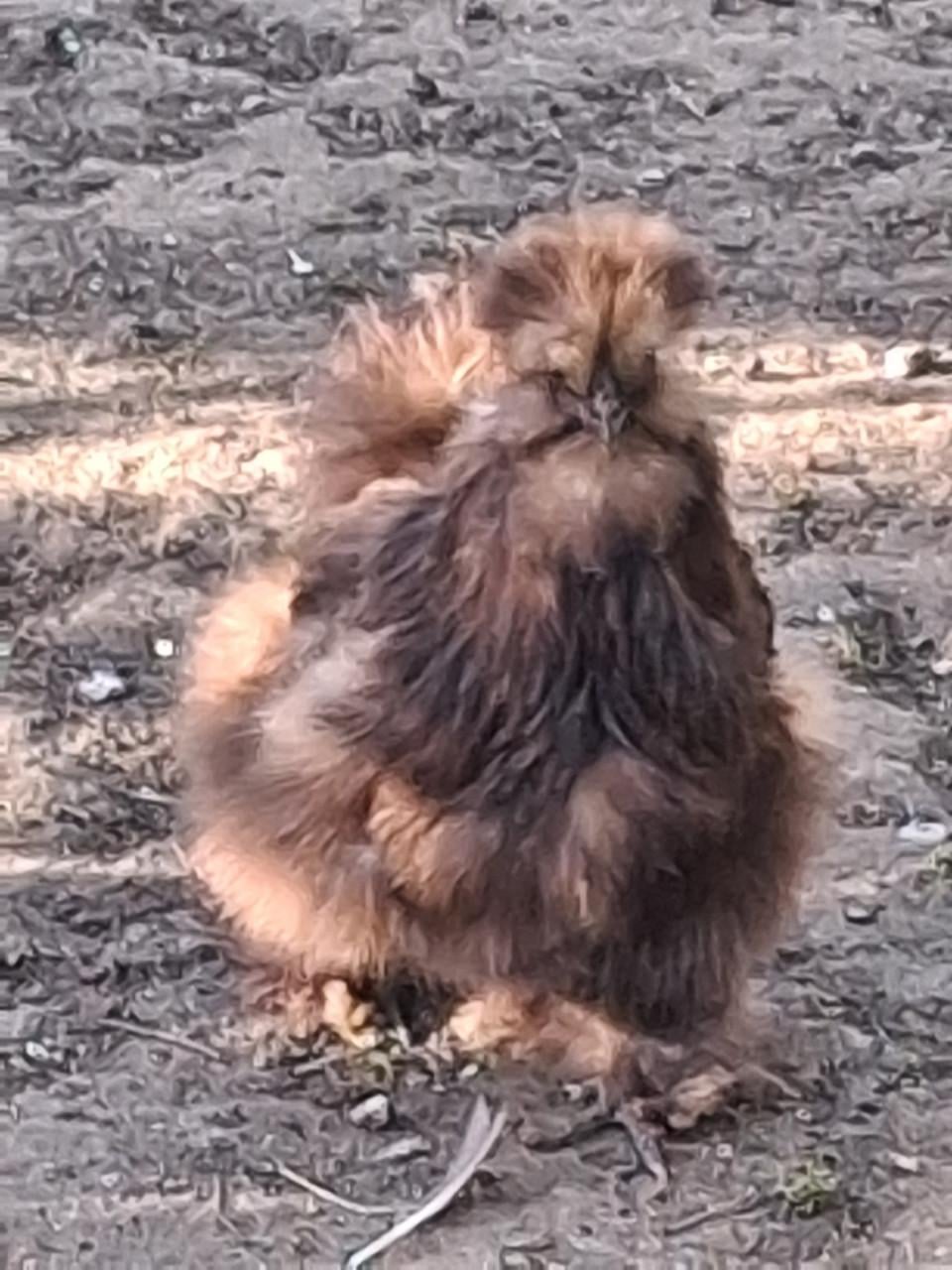 Zijdehoenders beschikbaar