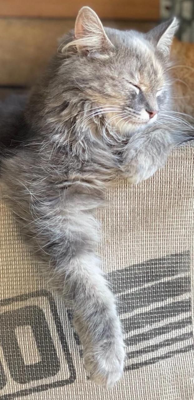 Langharige kittens