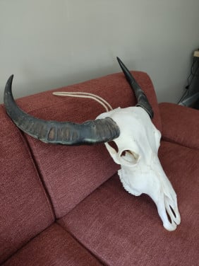 Echte Afrikaanse buffel schedel