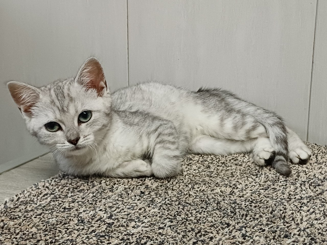 Leuke Britskorthaar x Ragdoll kittens beschikbaar, nog 3 POESJES!